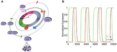 Structured dynamics of the cell-cycle at multiple scales